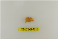 藏品(礁石假團扇蟹)的圖片